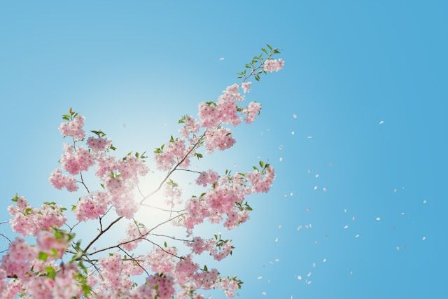Pink cherry blossoms against blue sky near funeral homes in Middletown, PA.