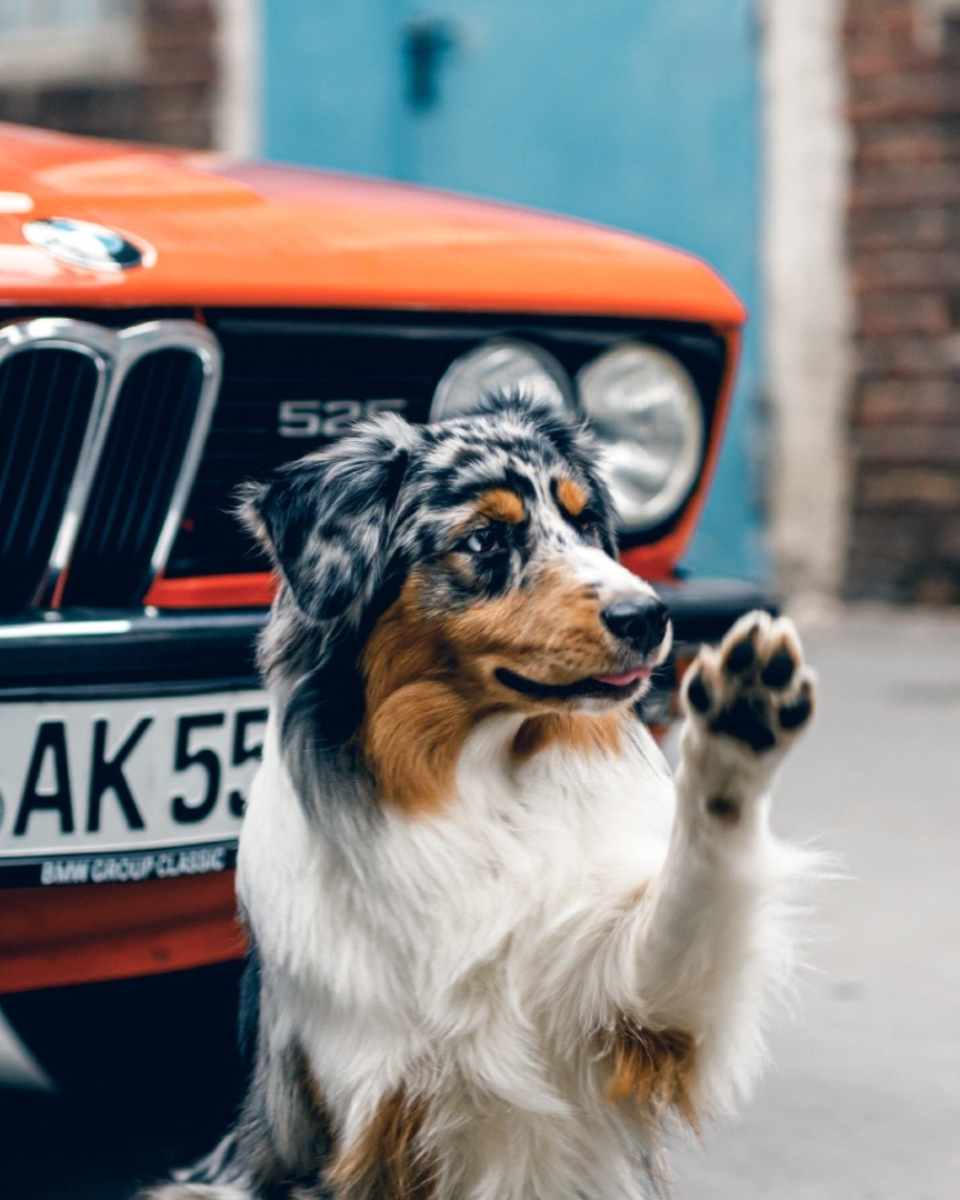 A Dog Waving its Paw in Front of Car | Flying Dog Garage