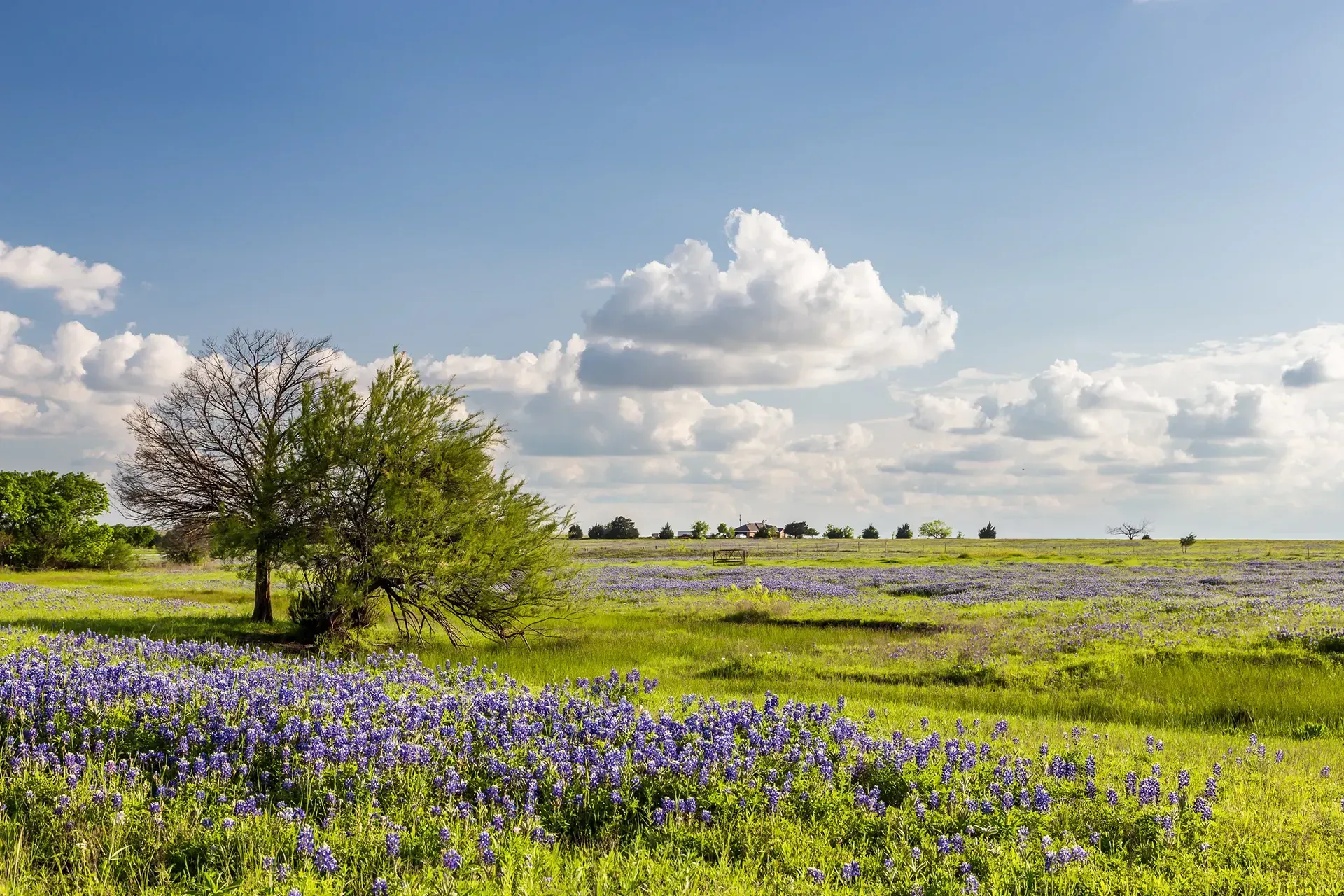 A vast field of bluebonnet flowers under a bright blue sky with fluffy white clouds and scattered trees in the distance.