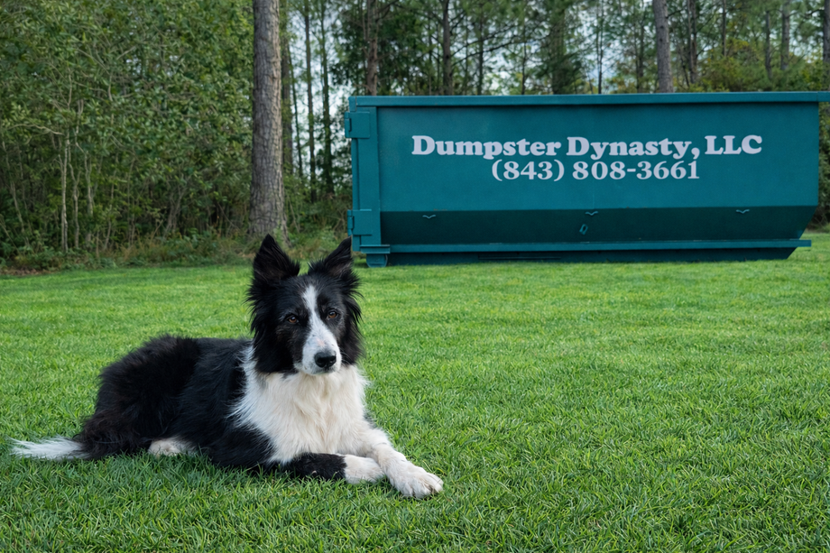 Black-and-white dog lying on grass in front of a teal Dumpster Dynasty dumpster sign