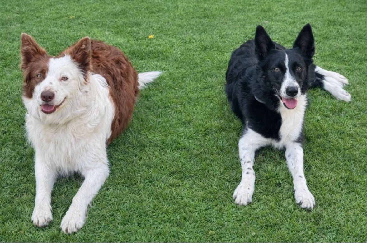 Two dogs lying on grass, one brown-and-white and one black-and-white, both facing the camera.