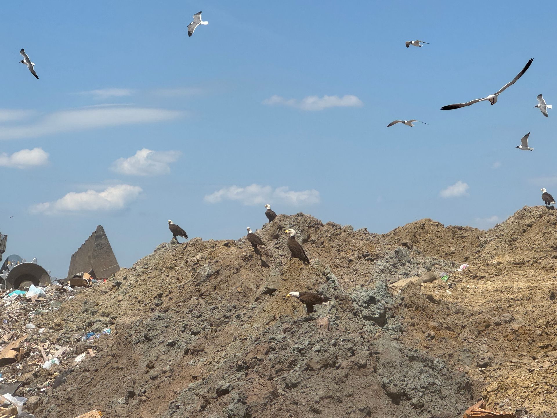 Birds flying over a rocky landfill under a blue sky with scattered clouds