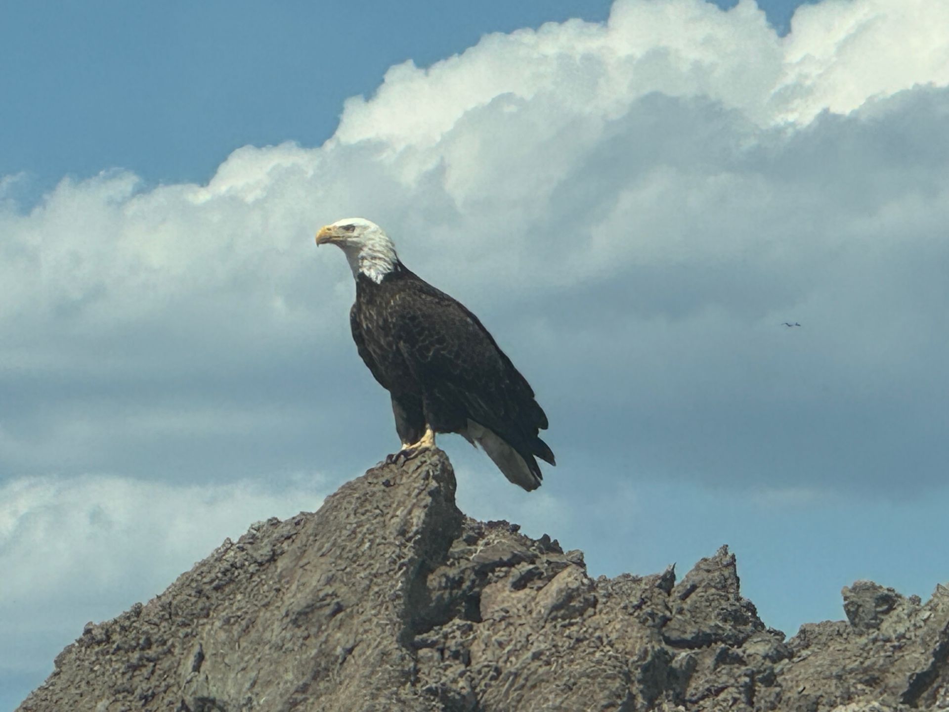 Bald eagle perched on a rocky peak against a cloudy blue sky