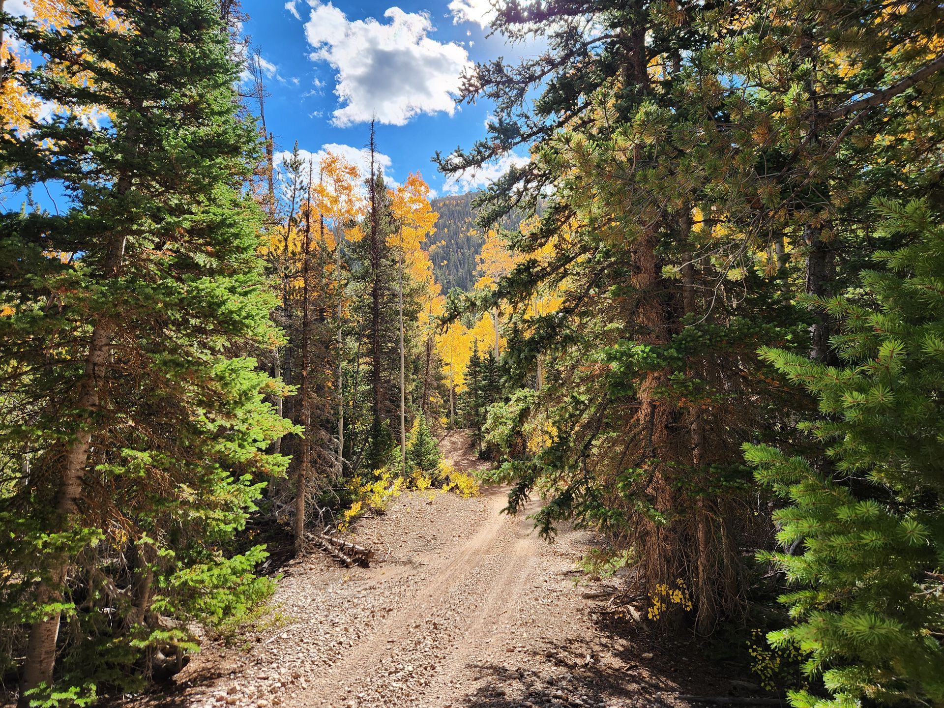 A dirt trail leads through a forest of pine trees and vibrant yellow aspen trees under a bright blue, cloudy sky.