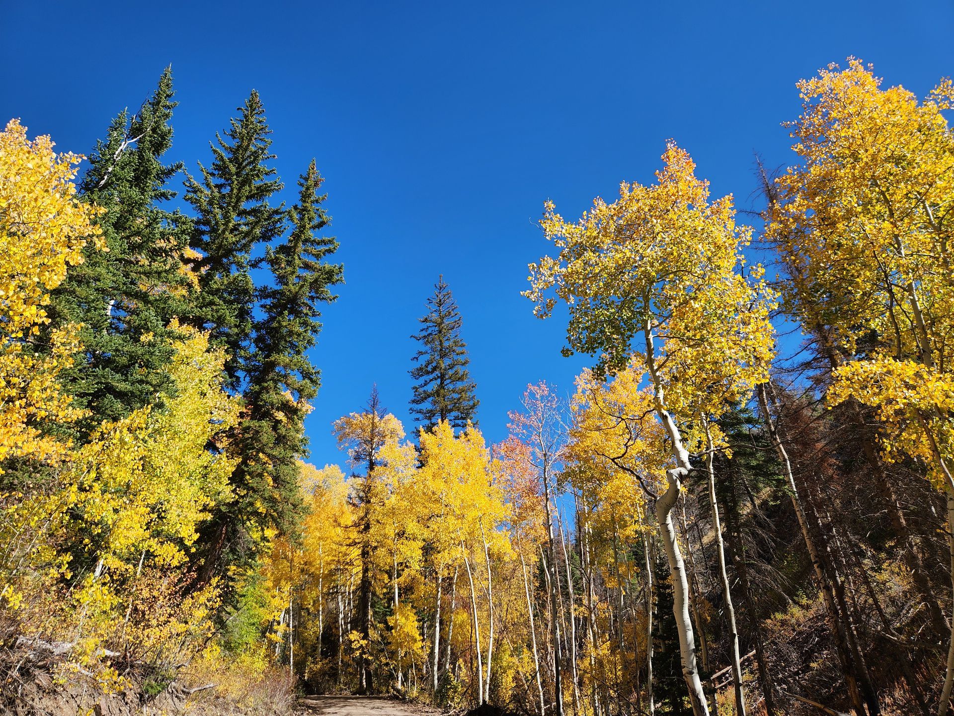 Vibrant yellow aspen trees mixed with dark green evergreens against a clear, deep blue sky during autumn.