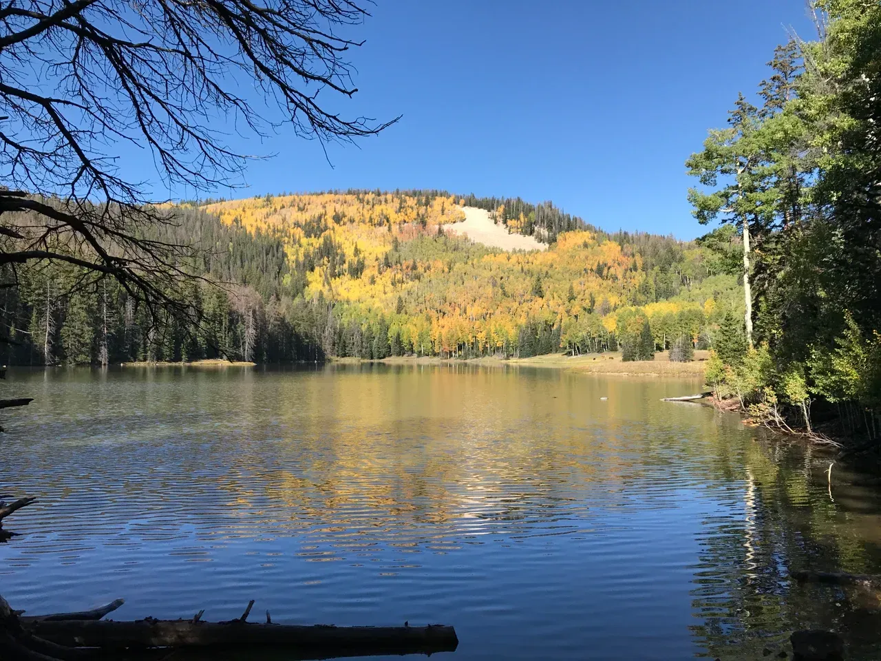 A still lake reflects a mountain hillside covered in yellow and green autumn trees under a clear, bright blue sky.