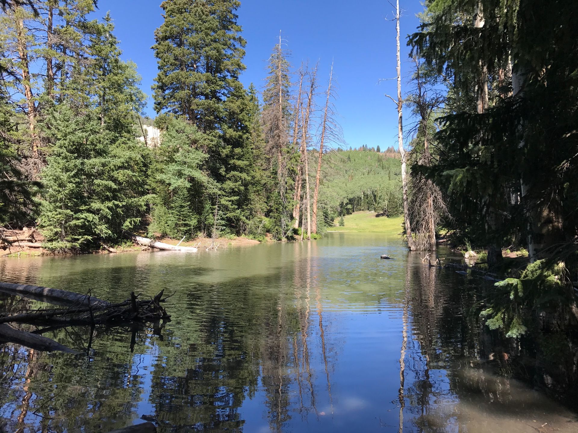 A serene forest pond reflecting tall green and dead trees under a clear blue sky, with a grassy hill in the distance.