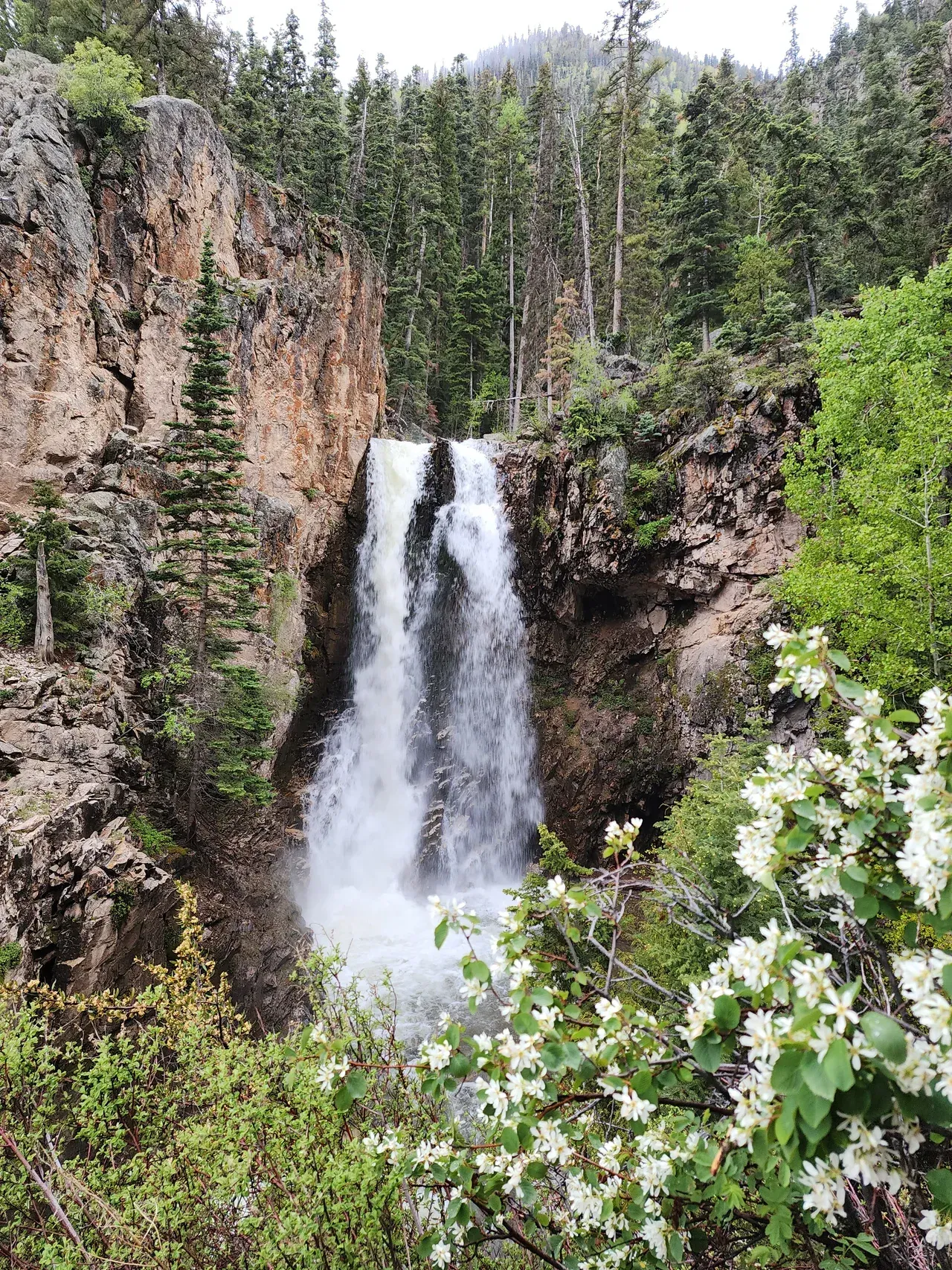 A waterfall cascades down a rocky cliff framed by pine trees and flowering bushes in a lush forest setting.