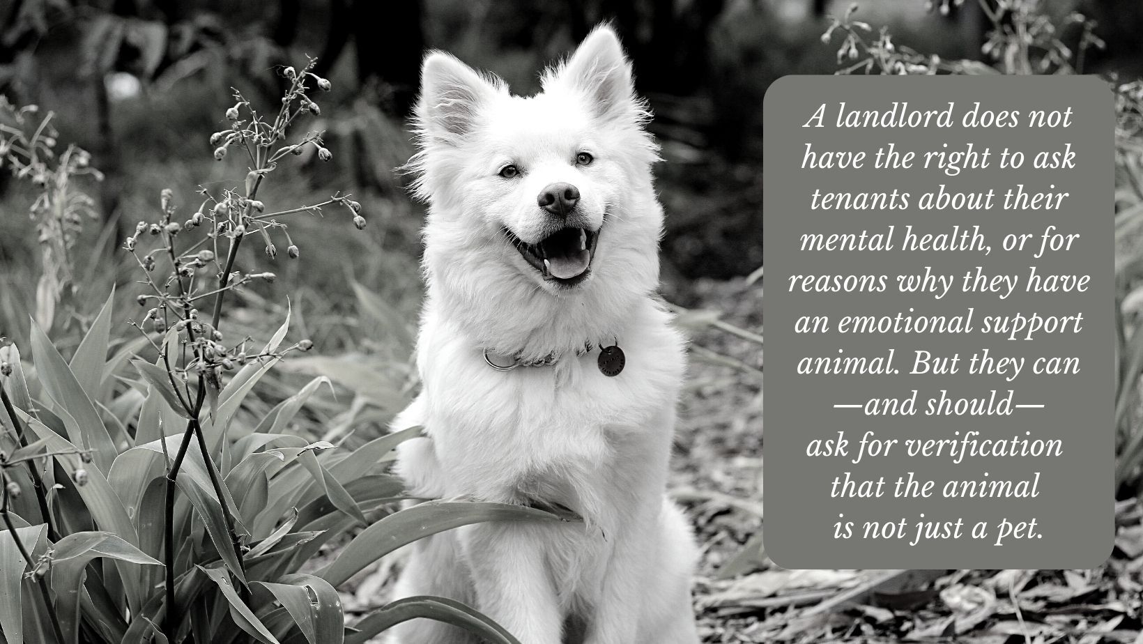 What Rights Do Landlords Have With Regard to Emotional Support Animals?