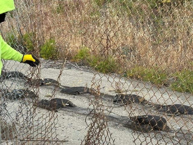 Person in neon green jacket and gloves near chain-link fence, with several dead animals lying on the ground.
