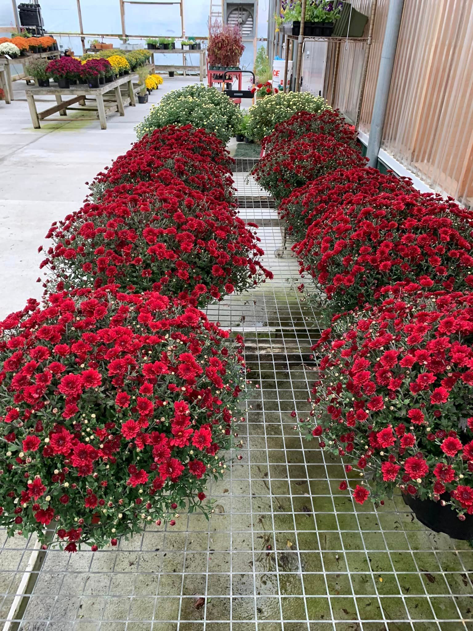 crysanthemums