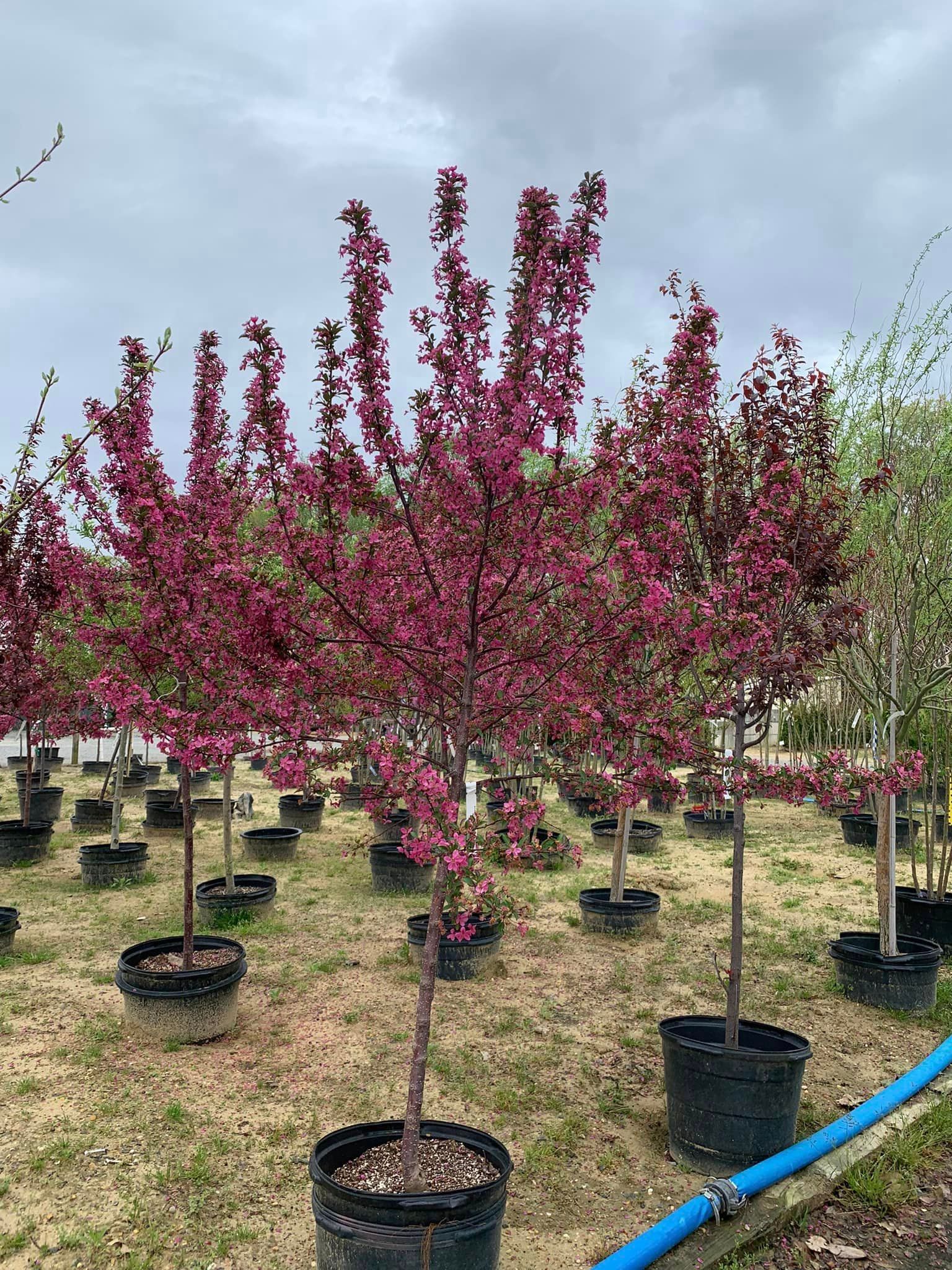 flowering trees