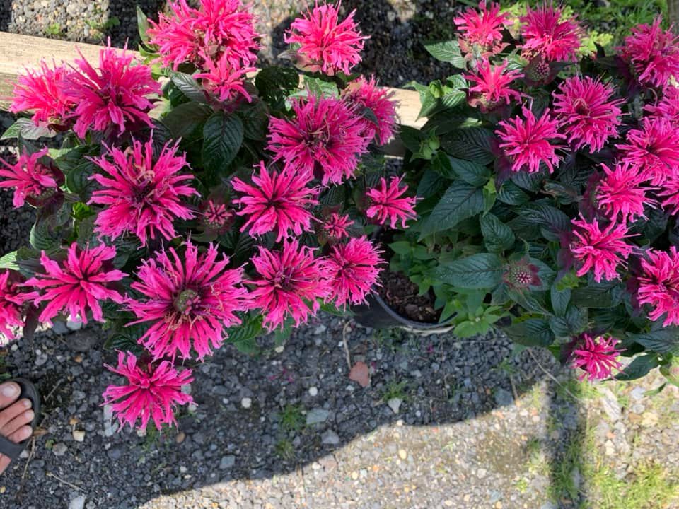 Pink perrenials