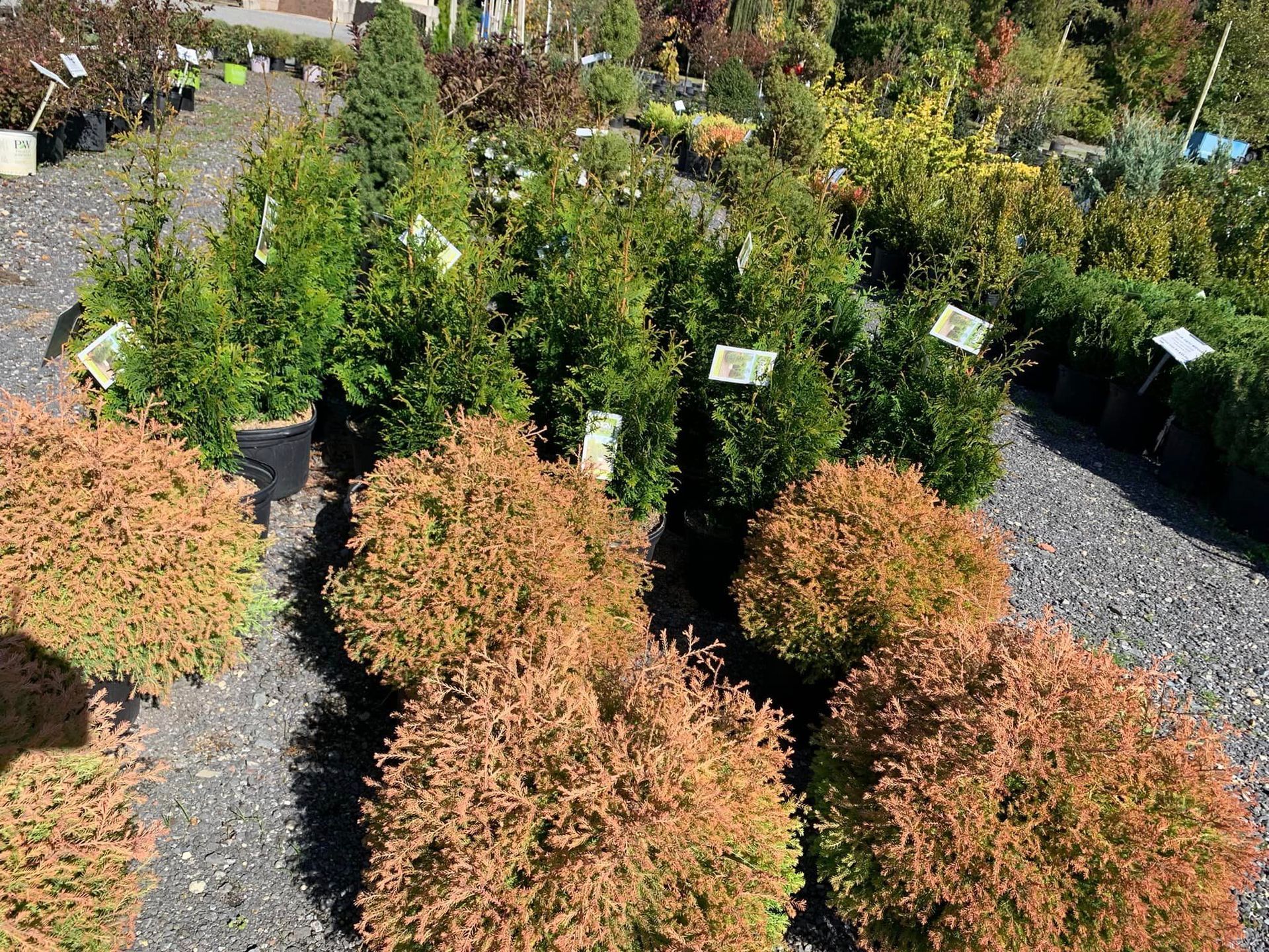 Shrubs and plants