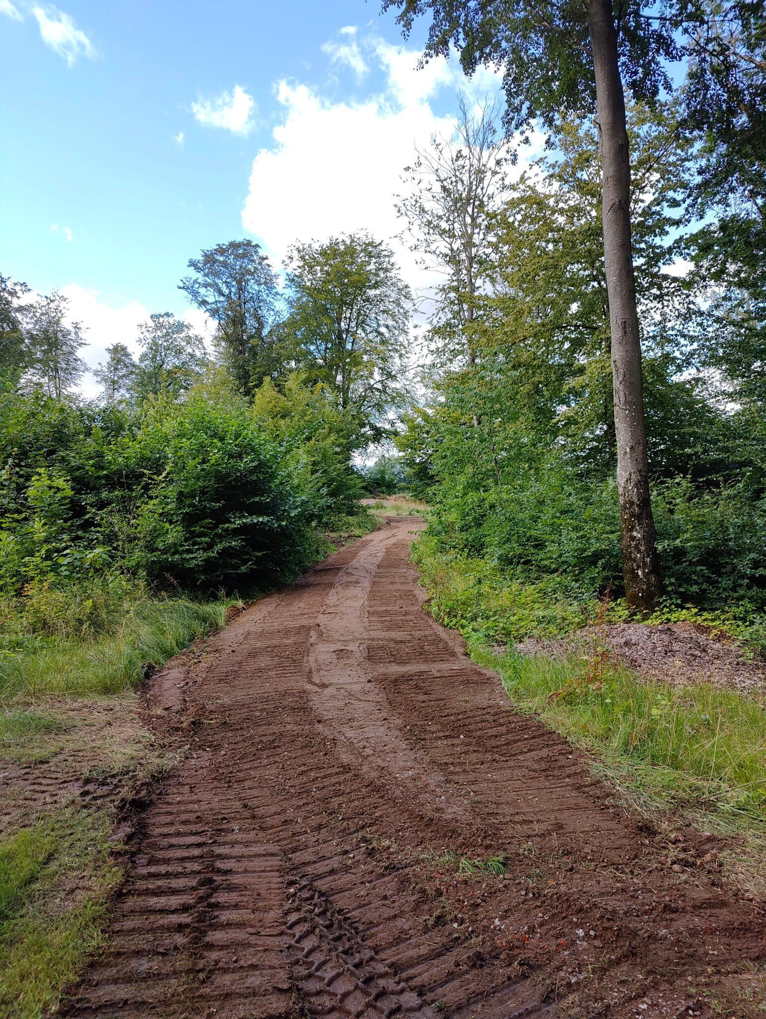 Grusvej snor sig gennem en grøn skov under en lys blå himmel med skyer