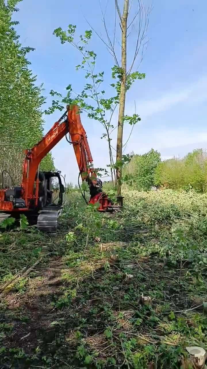 Orange rydningsbørste til gravemaskine i et skovområde ved siden af ​​høje træer under en blå himmel