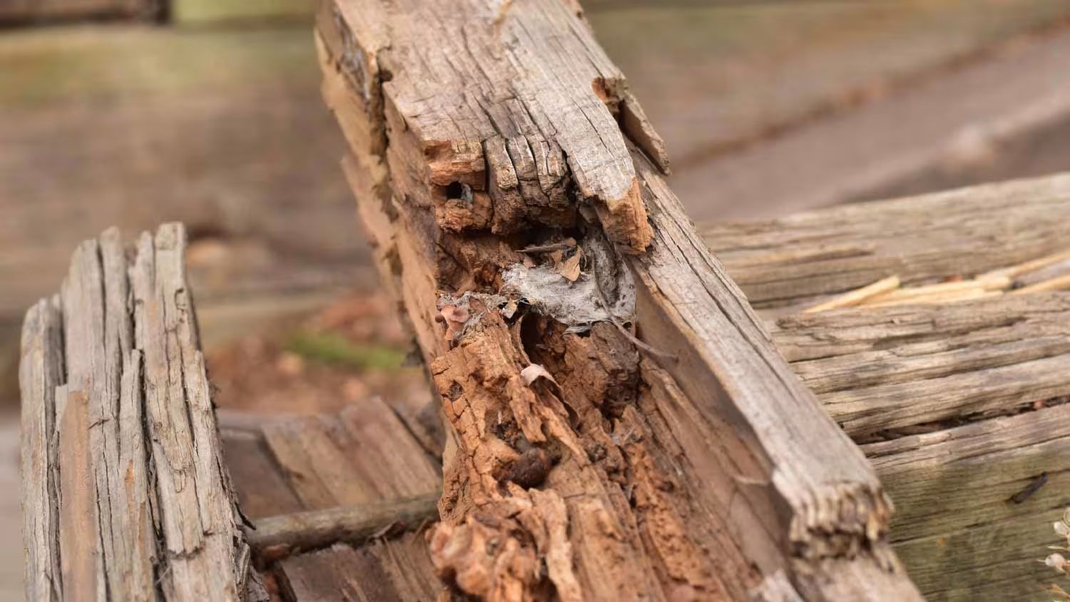 Close-up of a weathered, cracked wooden log with rotting bark and exposed inner wood.
