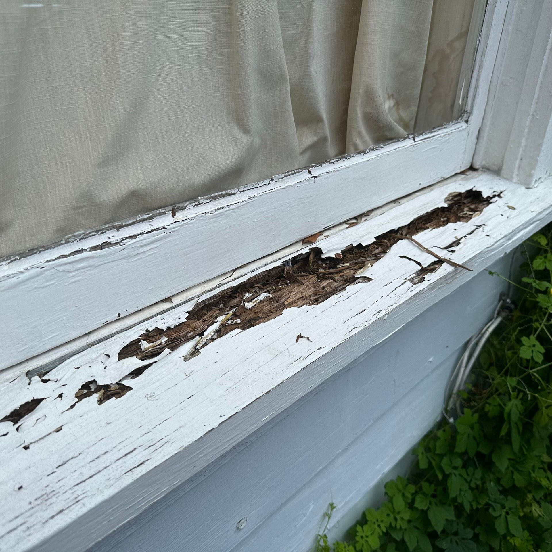 Peeling white window sill with rotted wood beneath a beige curtain and green plants nearby