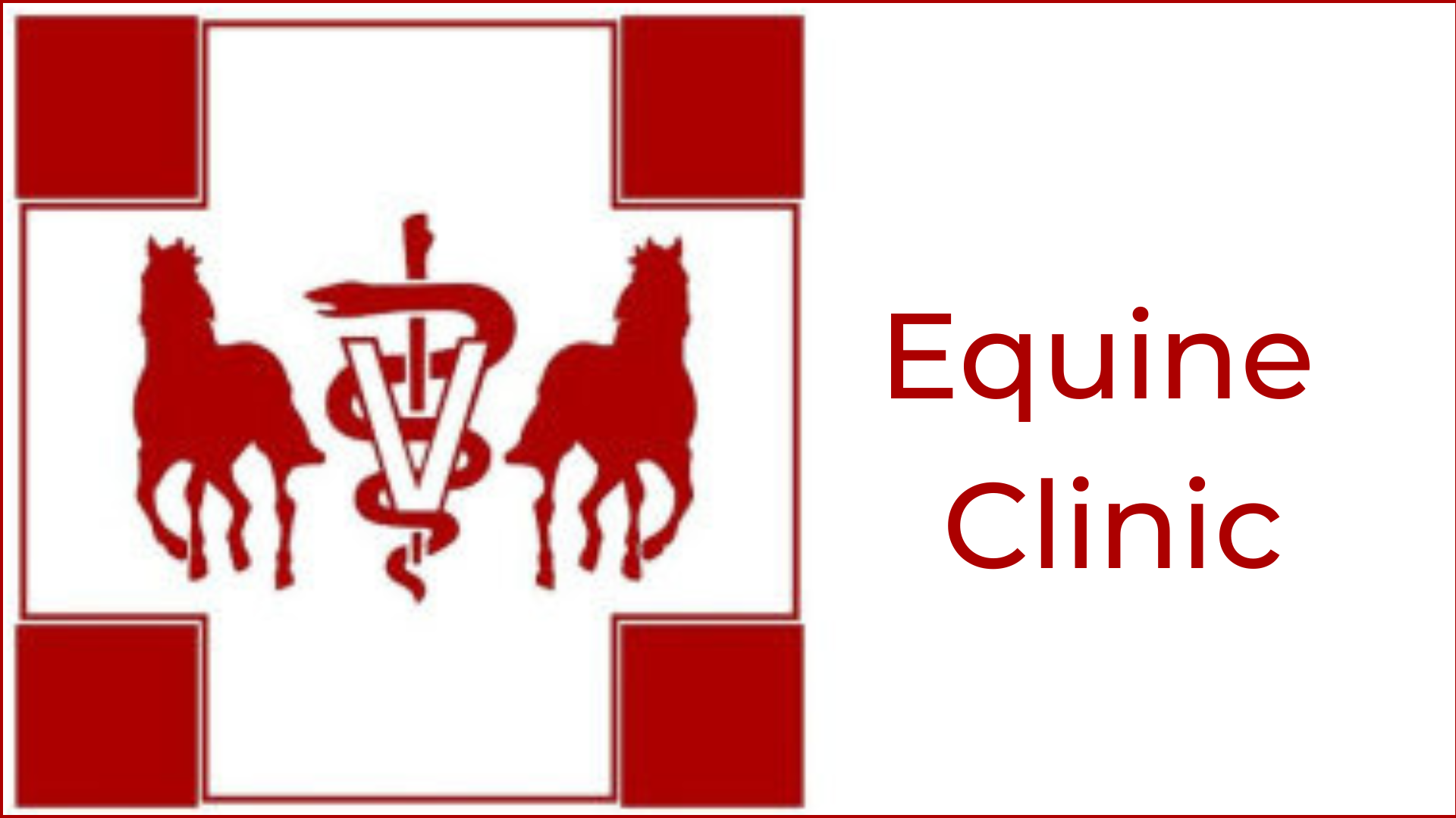 Equine_Clinic-6ebef4c3 image
