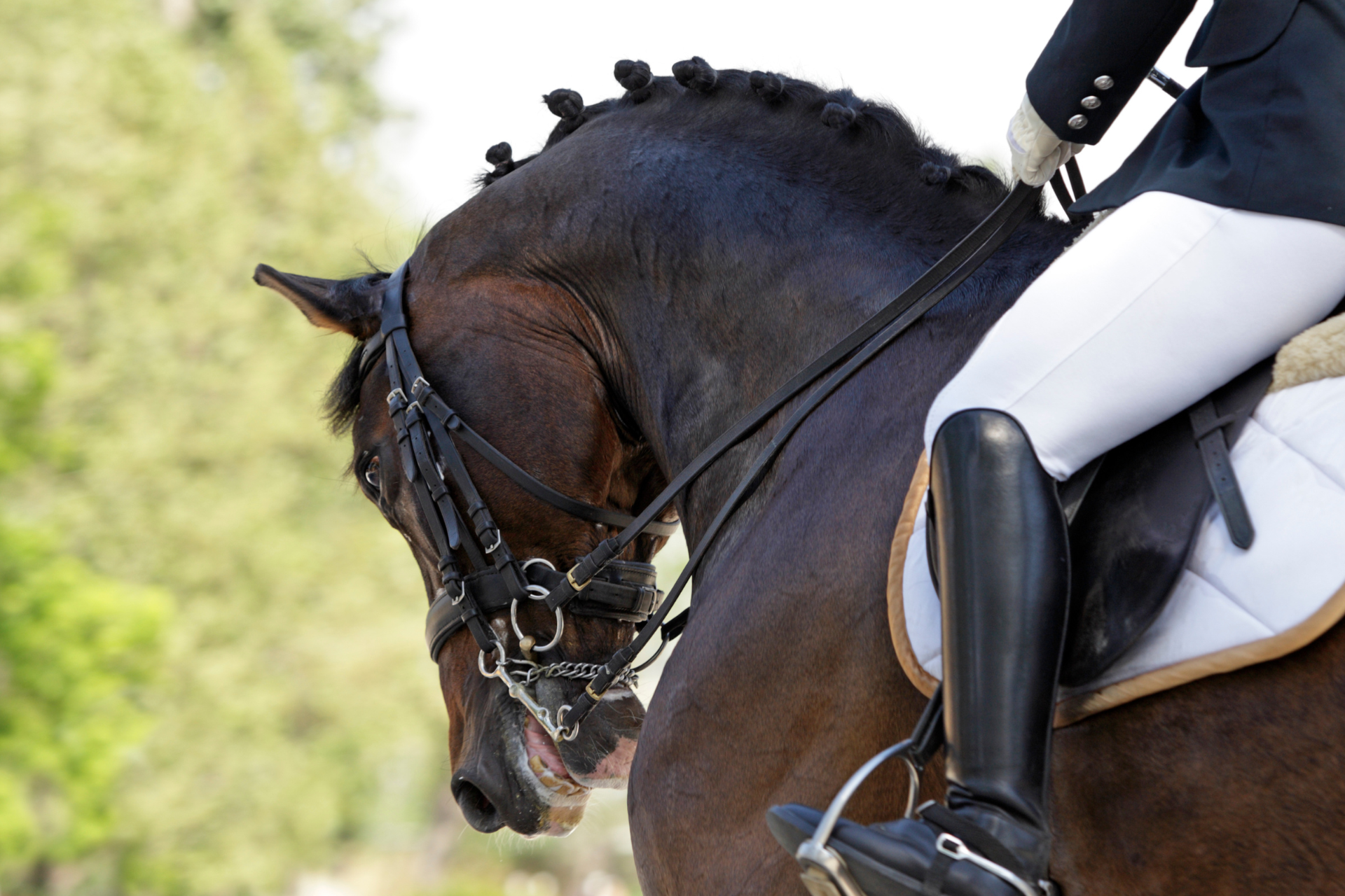 Regal_Horsemanship_CC image