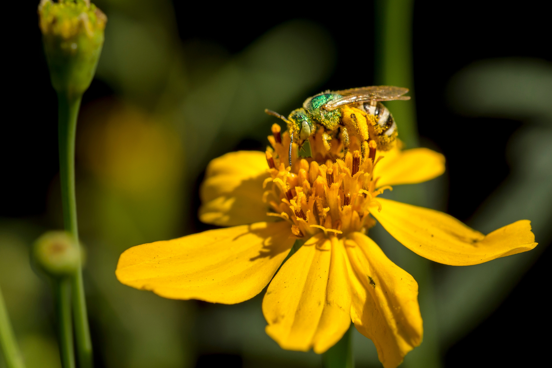 SD_Bee-Landscape image
