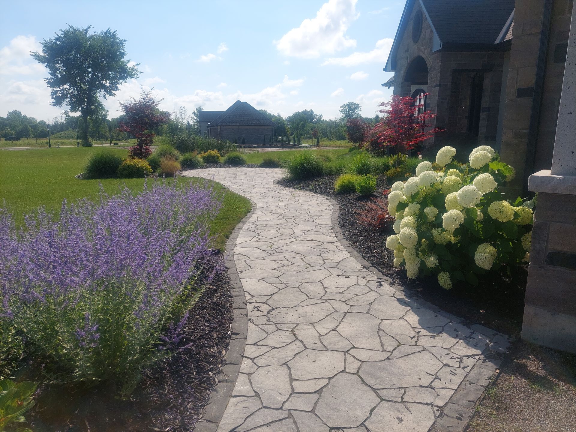 A stone walkway curves through a sunny garden with purple flowers, white hydrangea bushes, and a house in the background.