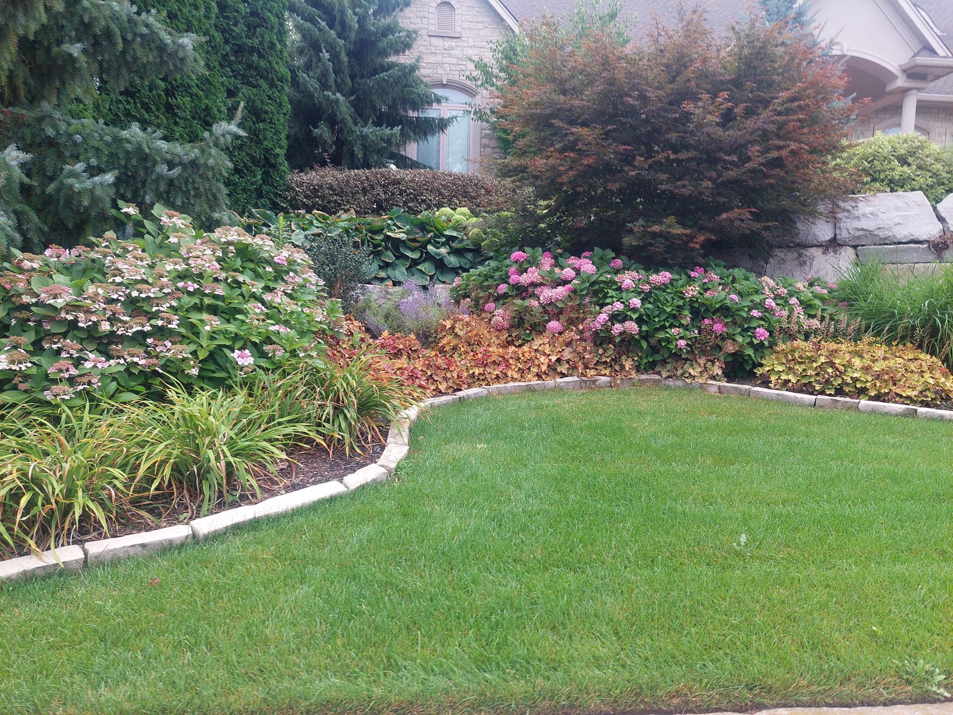 A well-maintained home garden with pink hydrangea bushes, various colorful shrubs, and a curved lawn edge.
