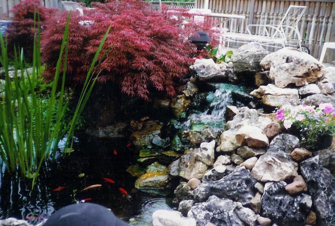 A small backyard pond with a rocky waterfall, vibrant red Japanese maple, green reeds, and visible koi fish.