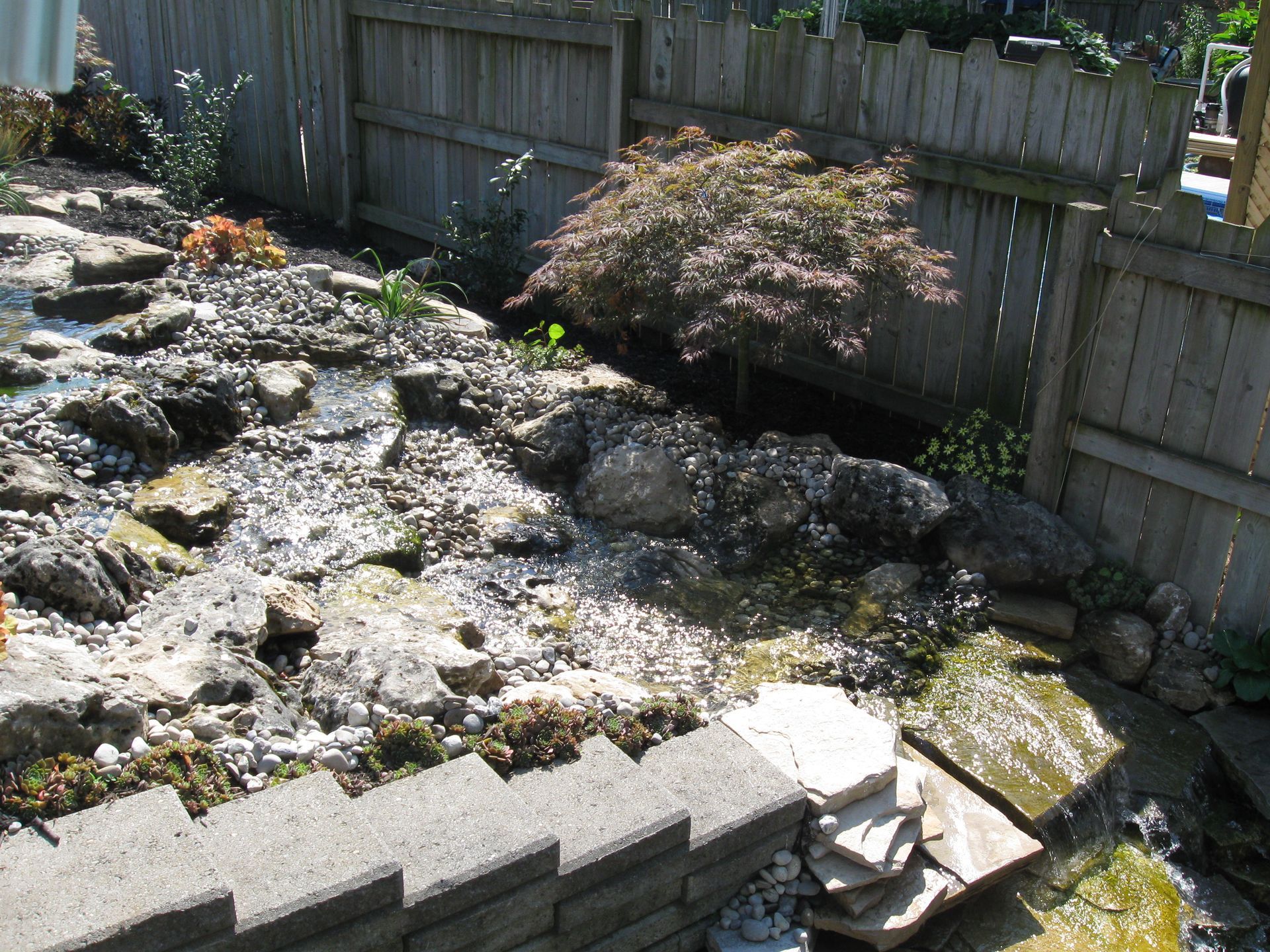 A backyard water feature with cascading water over rocks, a Japanese maple tree, and a wooden fence in the background.