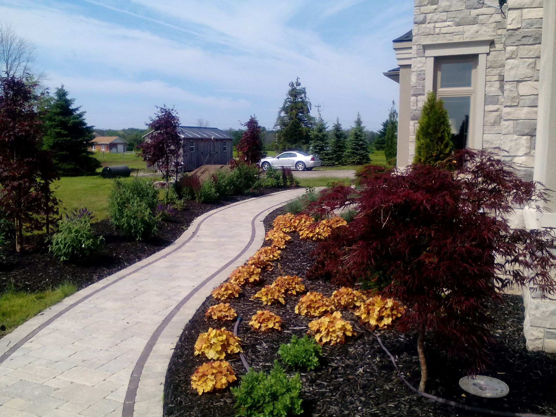 A curving paved walkway leads toward a stone house, framed by dark mulch, golden shrubs, and a Japanese maple tree.