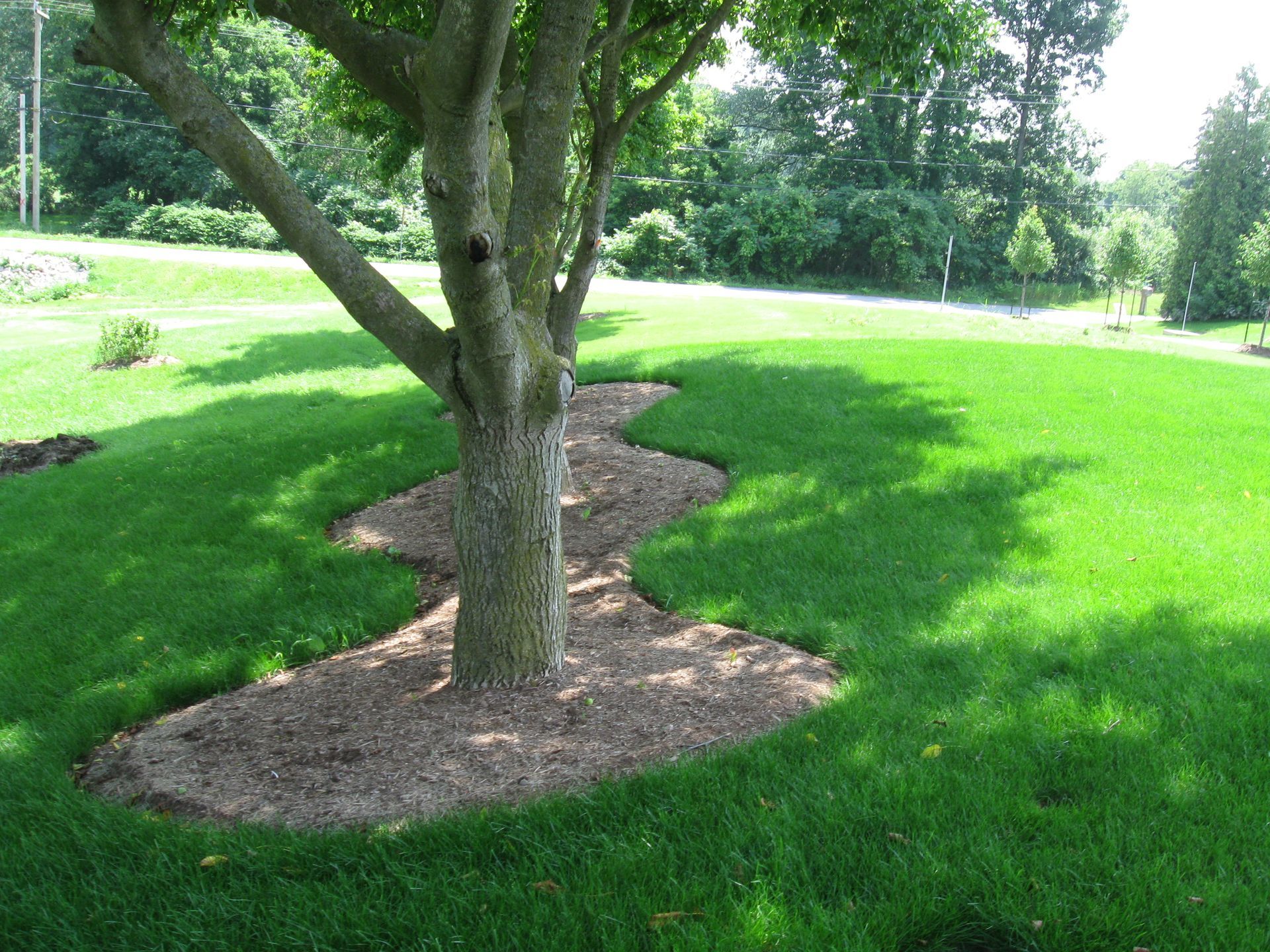 A tree in a lush green lawn surrounded by a curved, mulched bed.