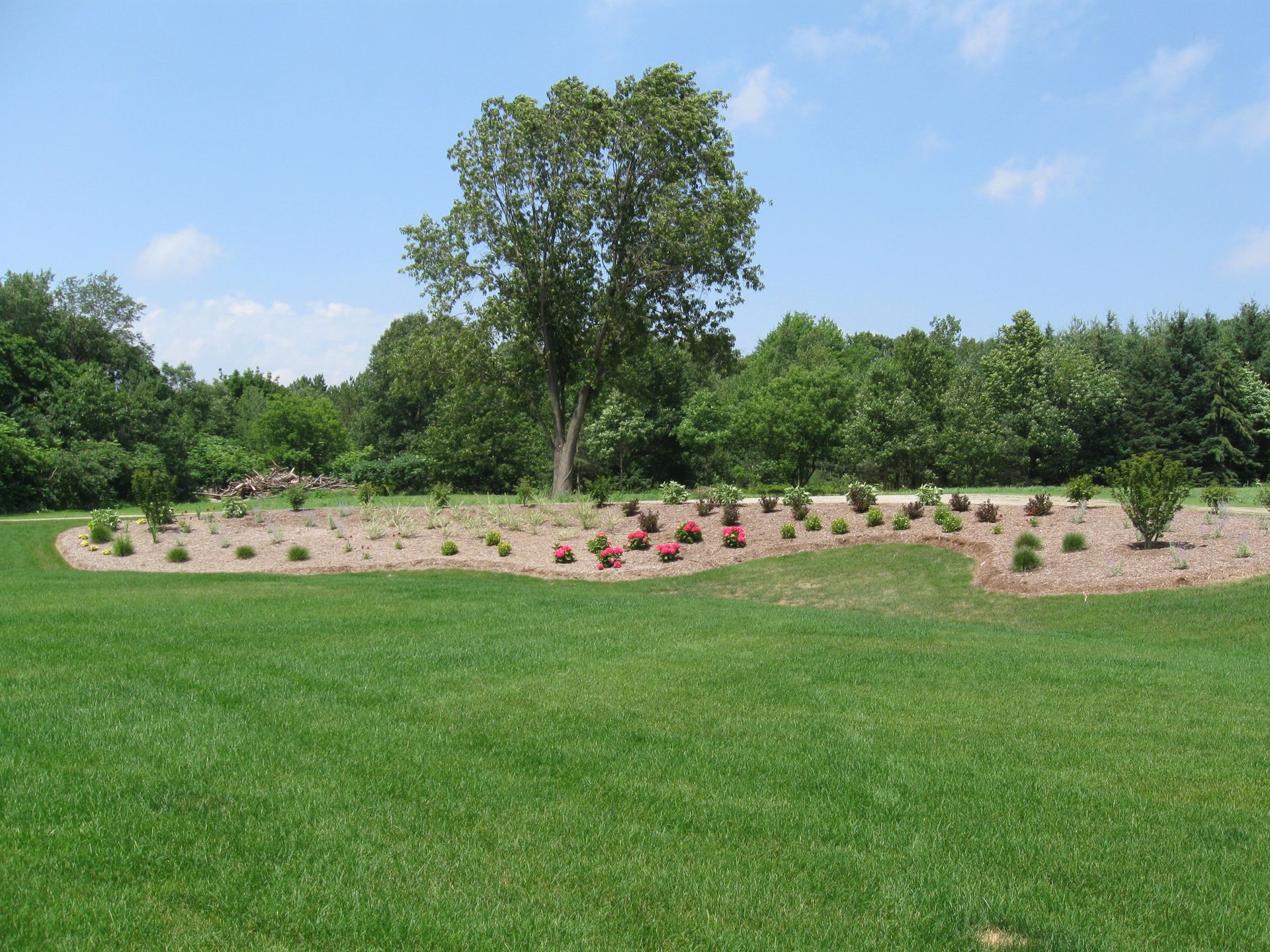 A large tree rises above a mulch garden bed with small plants and pink flowers, set in a sunny, expansive green lawn.