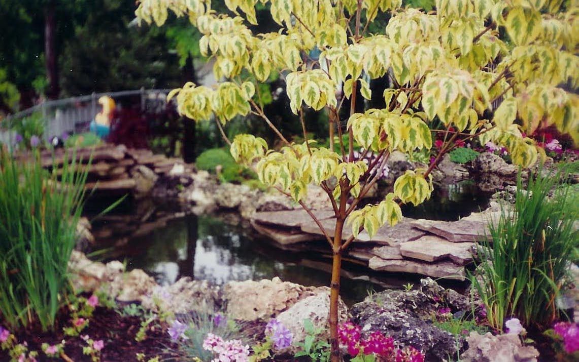 A small tree with variegated yellow and green leaves stands in front of a stone-lined garden pond with flowering plants.