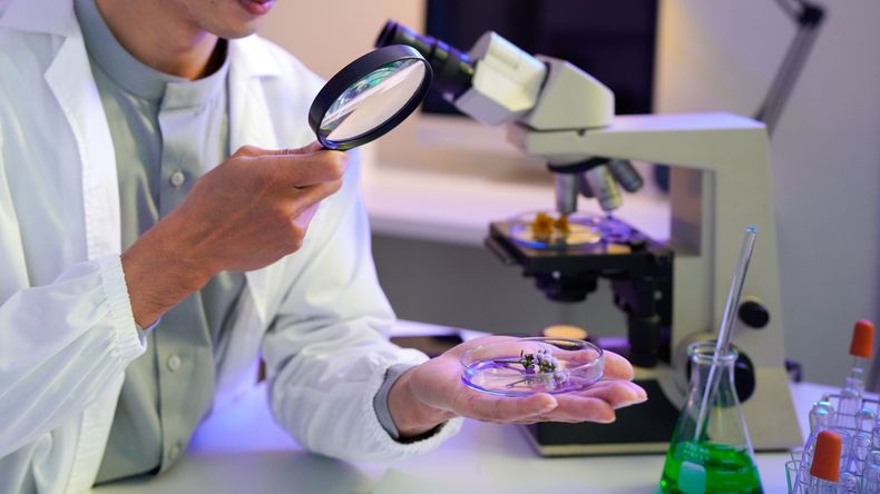 Scientist examining a petri dish under a magnifying glass in a lab, with microscope and glassware nearby