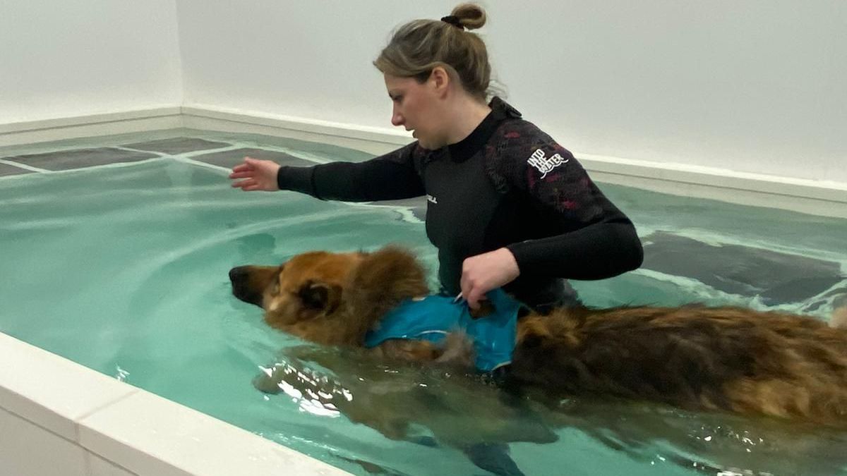 canine hydrotherapy, dog hydrotherapy, canine bodywork, dog massage, canine massage