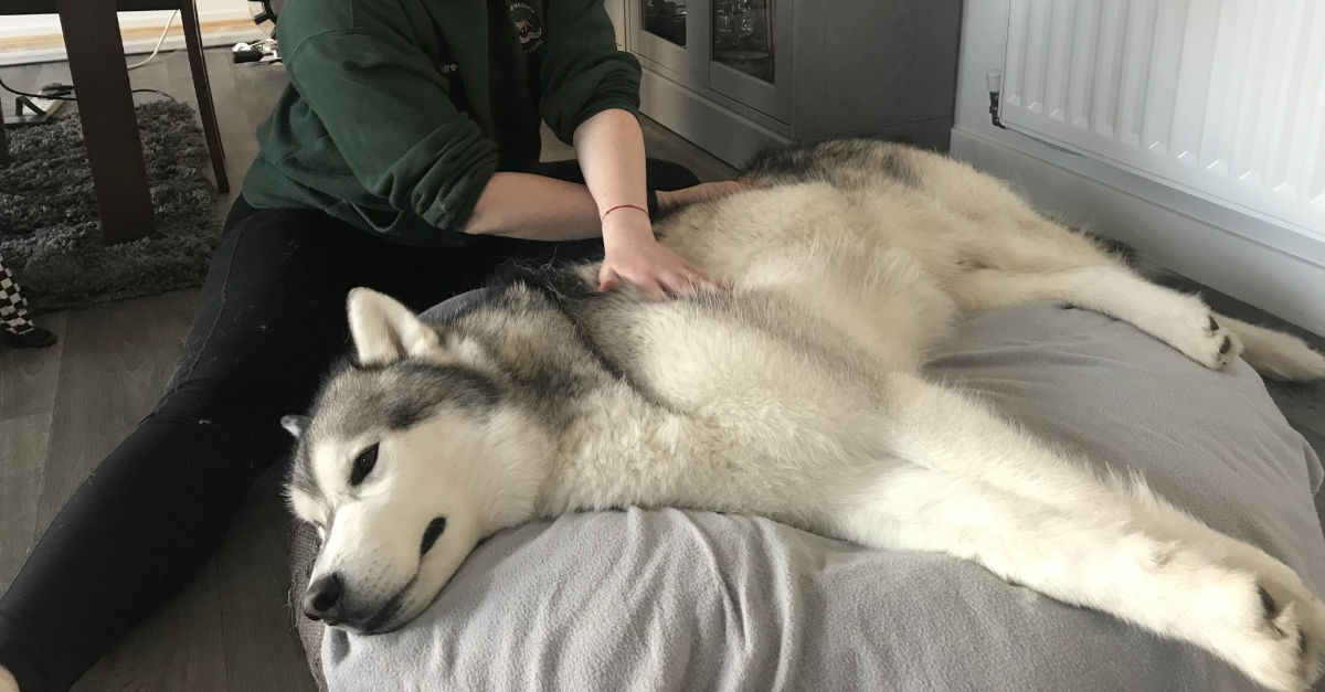 canine hydrotherapy, dog hydrotherapy, canine bodywork, dog massage, canine massage