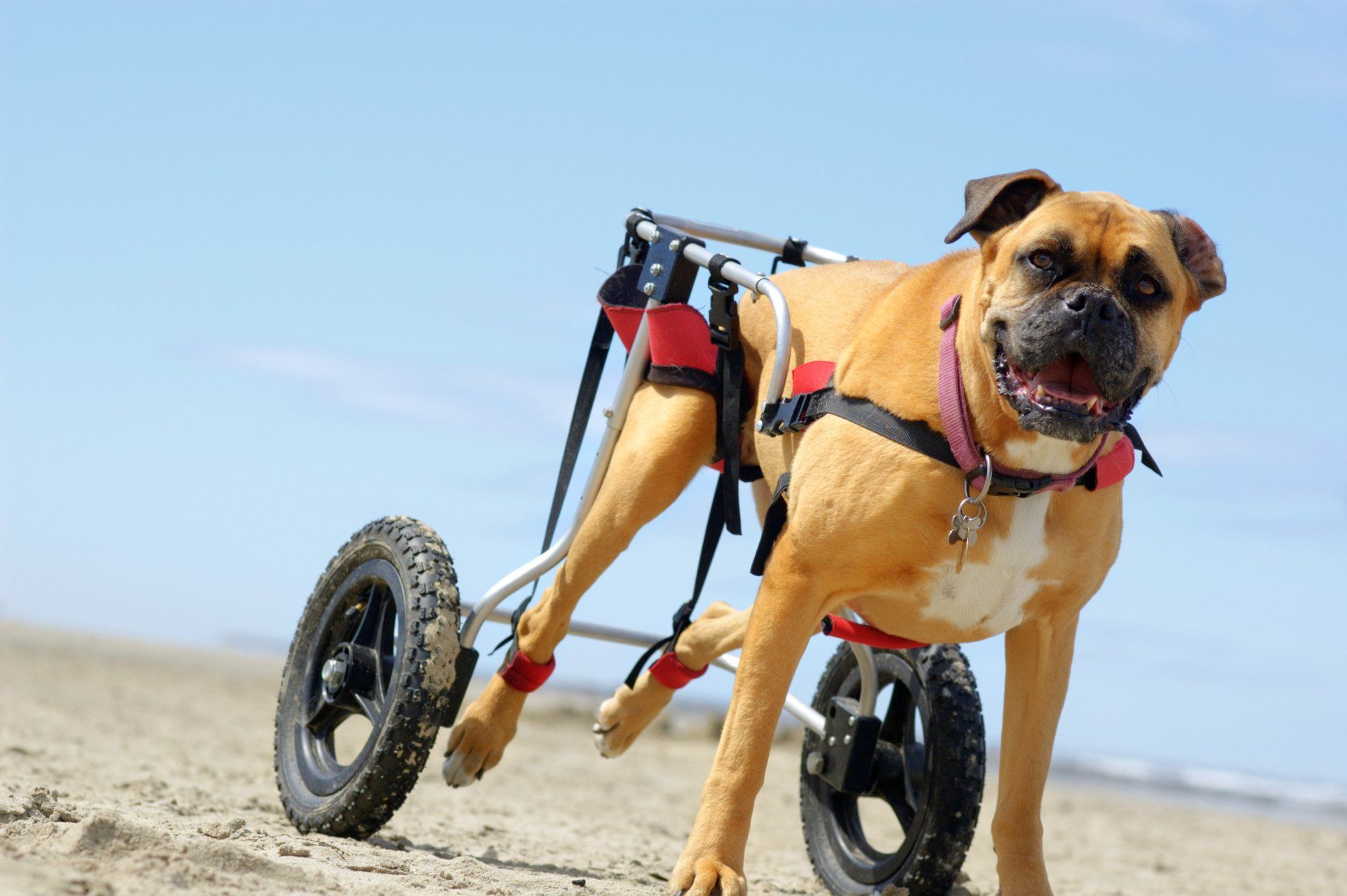 canine hydrotherapy, dog hydrotherapy, canine bodywork, dog massage, canine massage