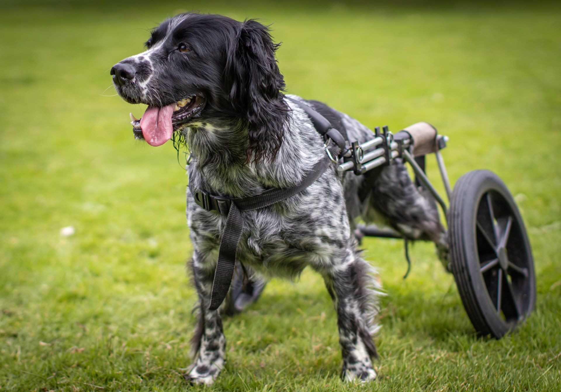 canine hydrotherapy, dog hydrotherapy, canine bodywork, dog massage, canine massage