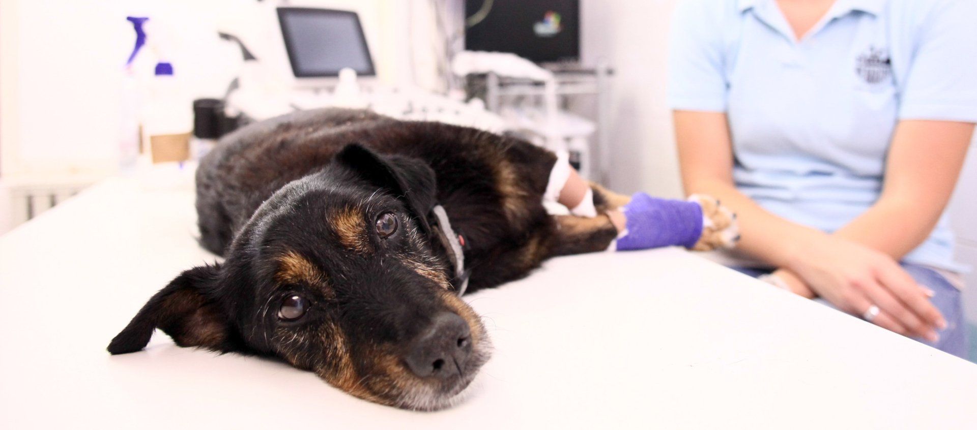 canine hydrotherapy, dog hydrotherapy, canine bodywork, dog massage, canine massage
