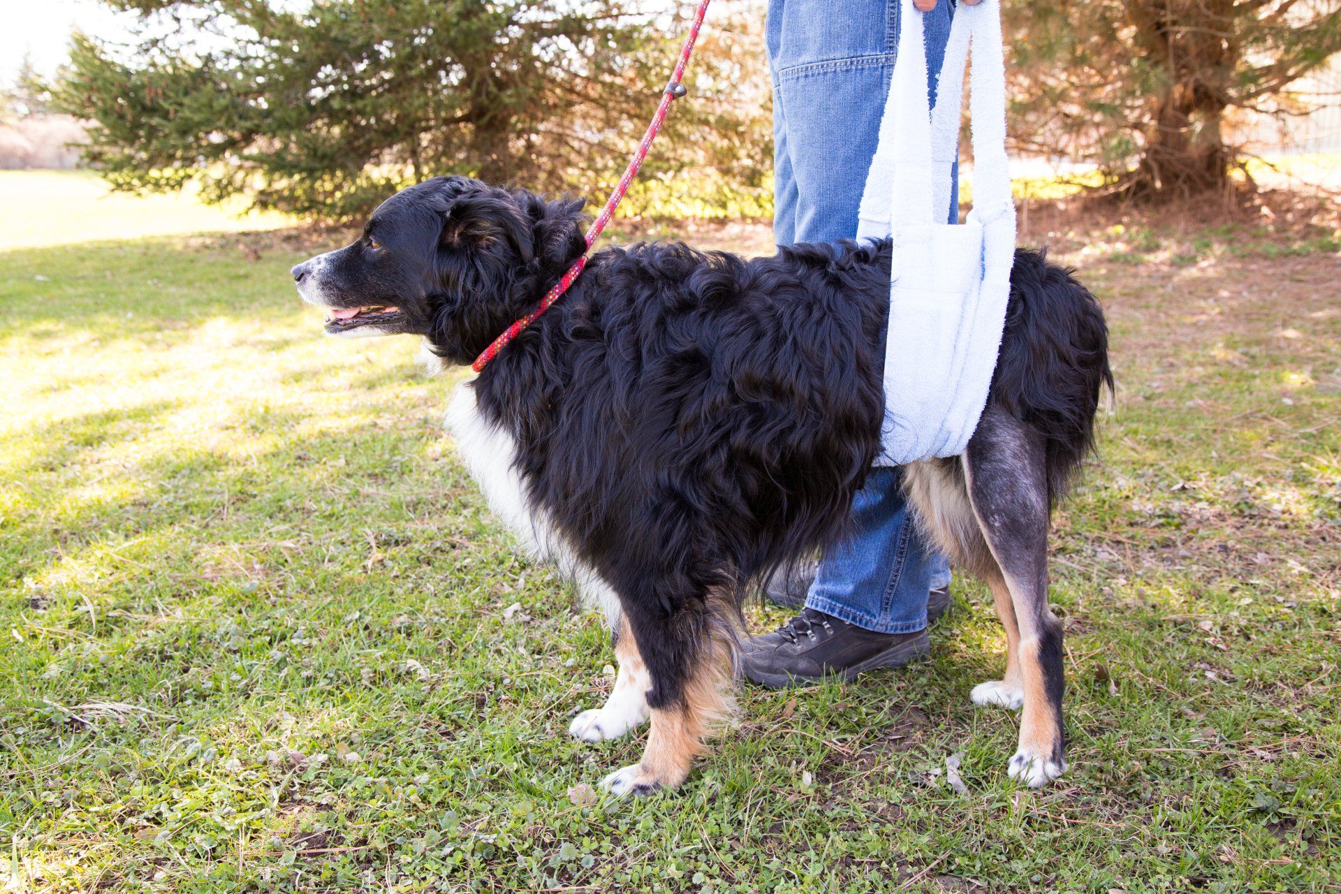 canine hydrotherapy, dog hydrotherapy, canine bodywork, dog massage, canine massage