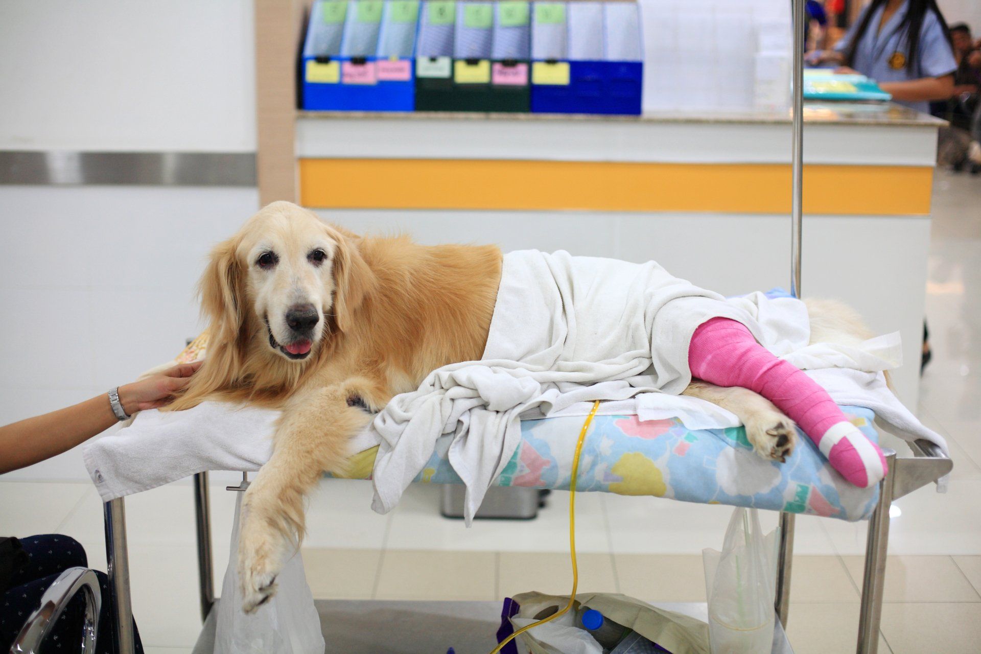 canine hydrotherapy, dog hydrotherapy, canine bodywork, dog massage, canine massage