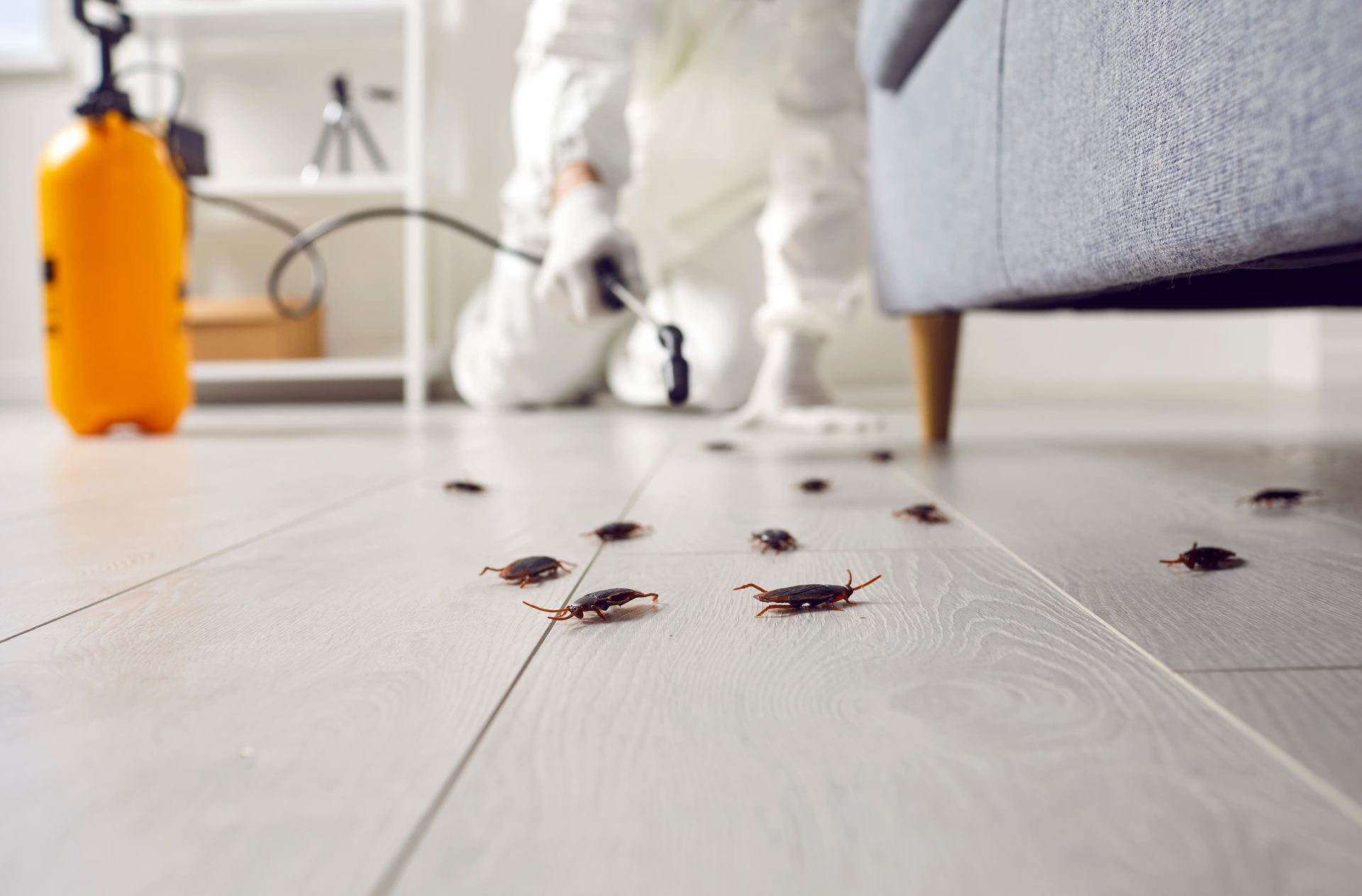 Expert Pest Control Services