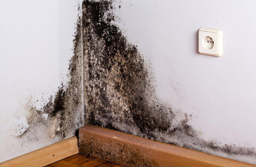 Black mold and water damage spreading on a wall corner above a wooden floorboard and electrical outlet