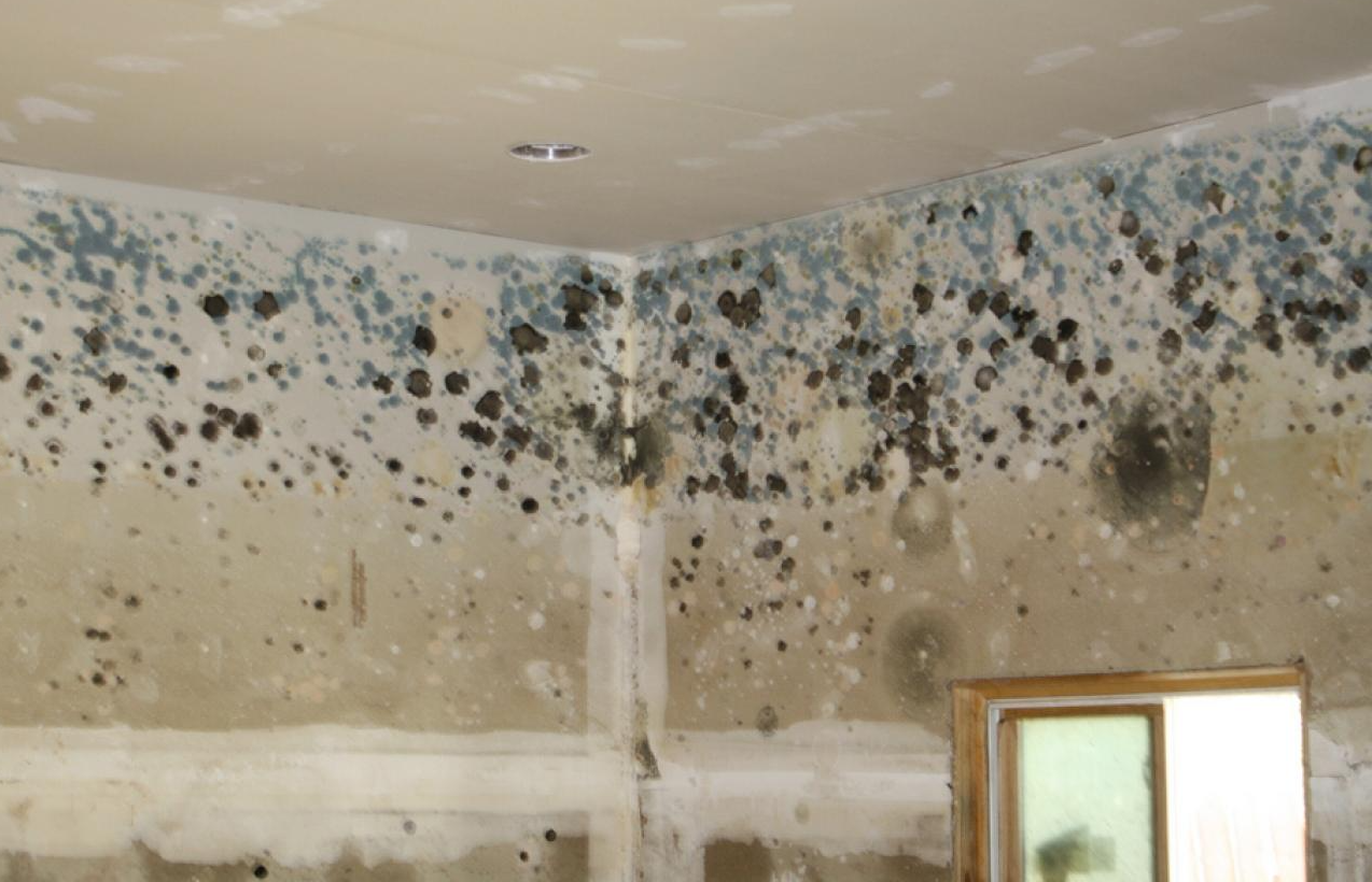Mold-covered room corner with black and green spots on beige walls and ceiling near a window.