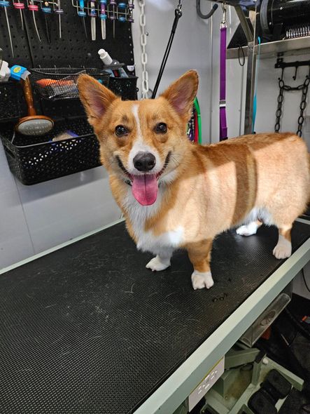 A brown and white dog is standing on a grooming table.