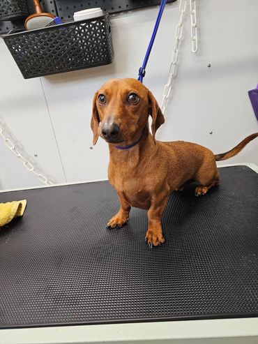 A brown dachshund is sitting on a black mat.