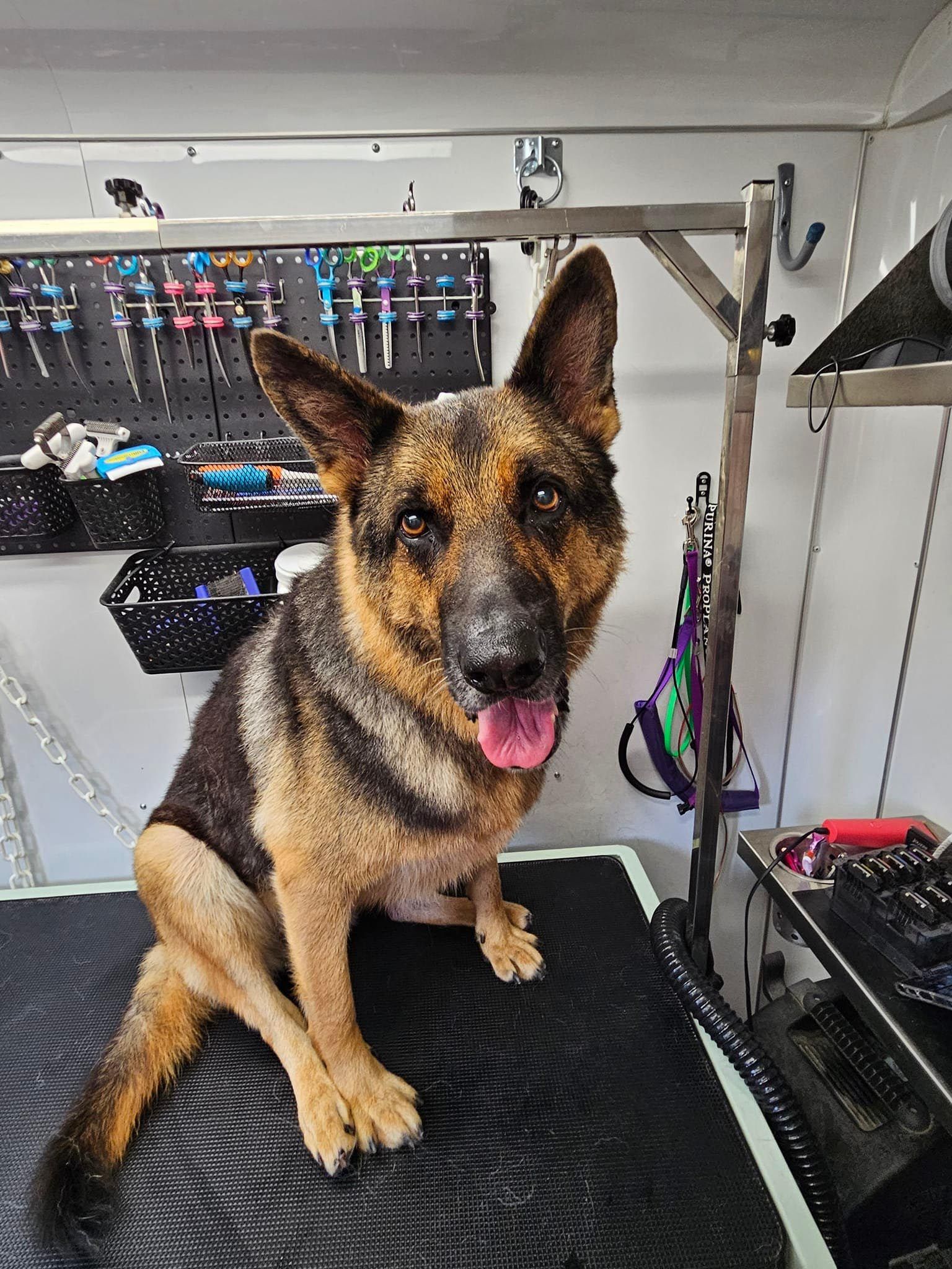 A german shepherd dog is sitting on a grooming table.