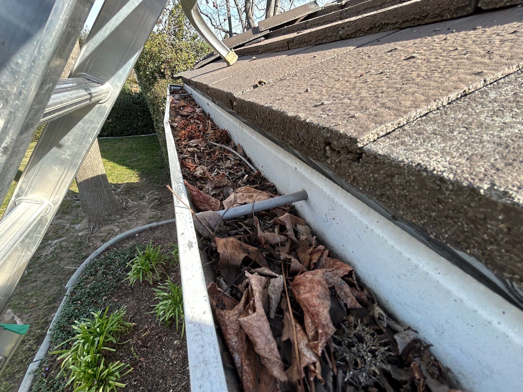 Rain gutter clogged with leaves beside a shingled roof and metal structure