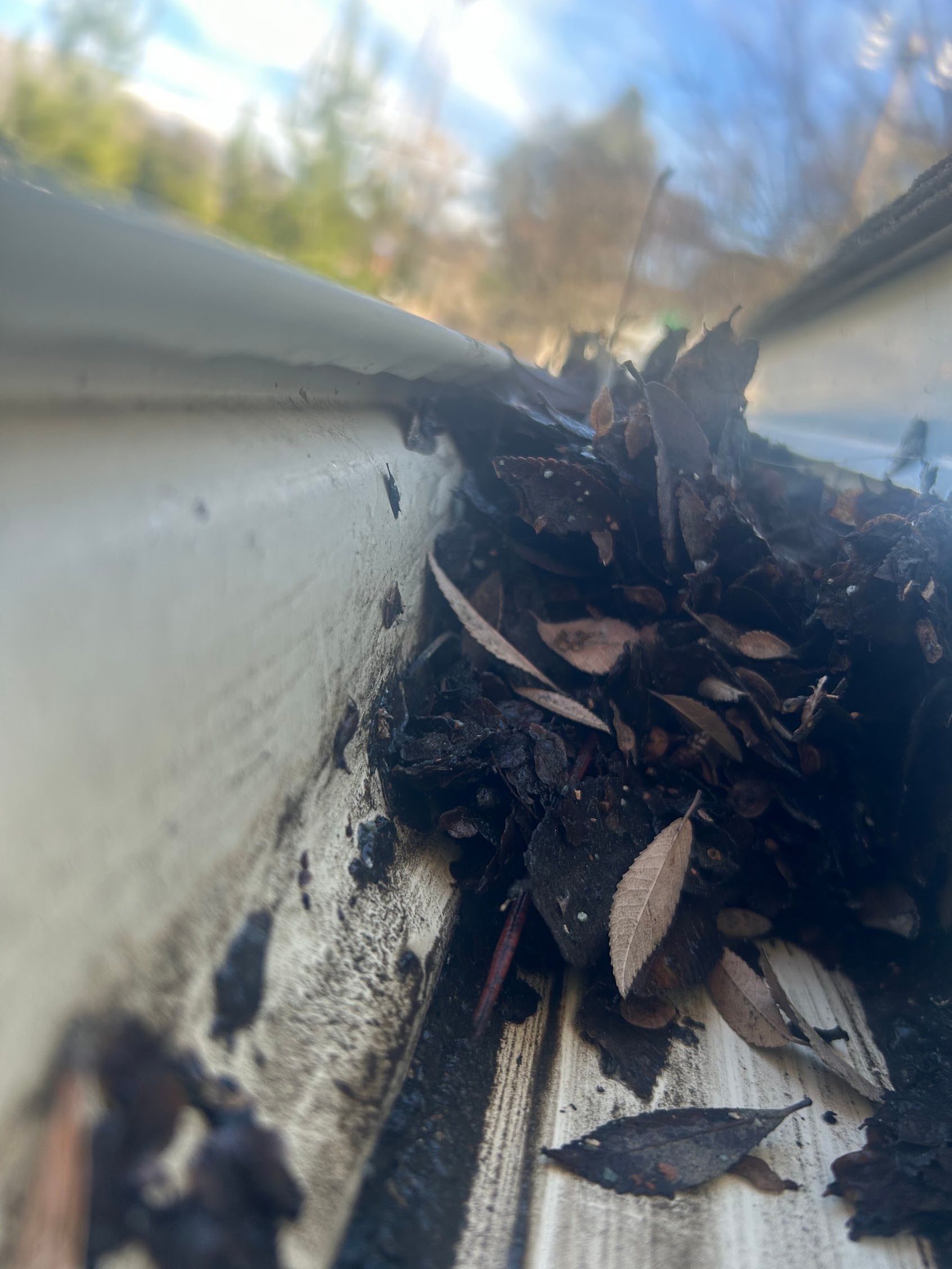 Close-up of a gutter filled with wet leaves and debris along a white roof edge