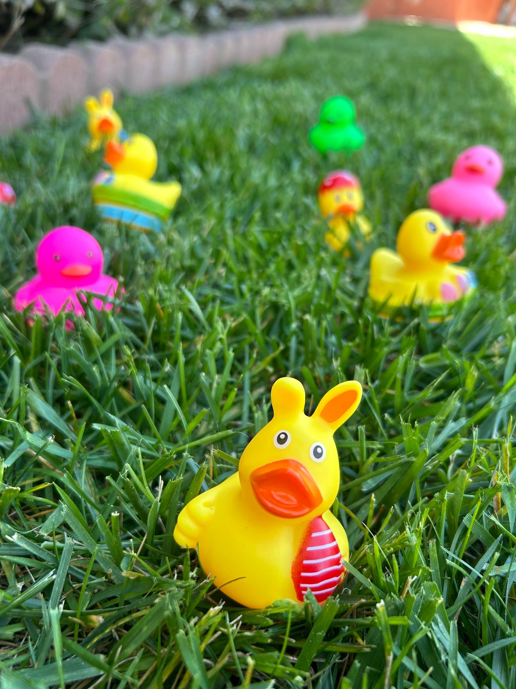 Colorful toy ducks scattered on green grass, with a yellow duck in the foreground.